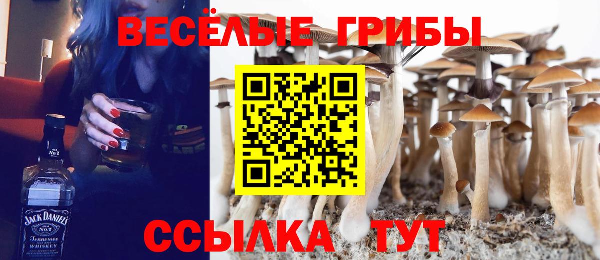 Ртищево  Галлюциногенные грибы Psilocybine cubensis  купить закладку  Вход с VPN 